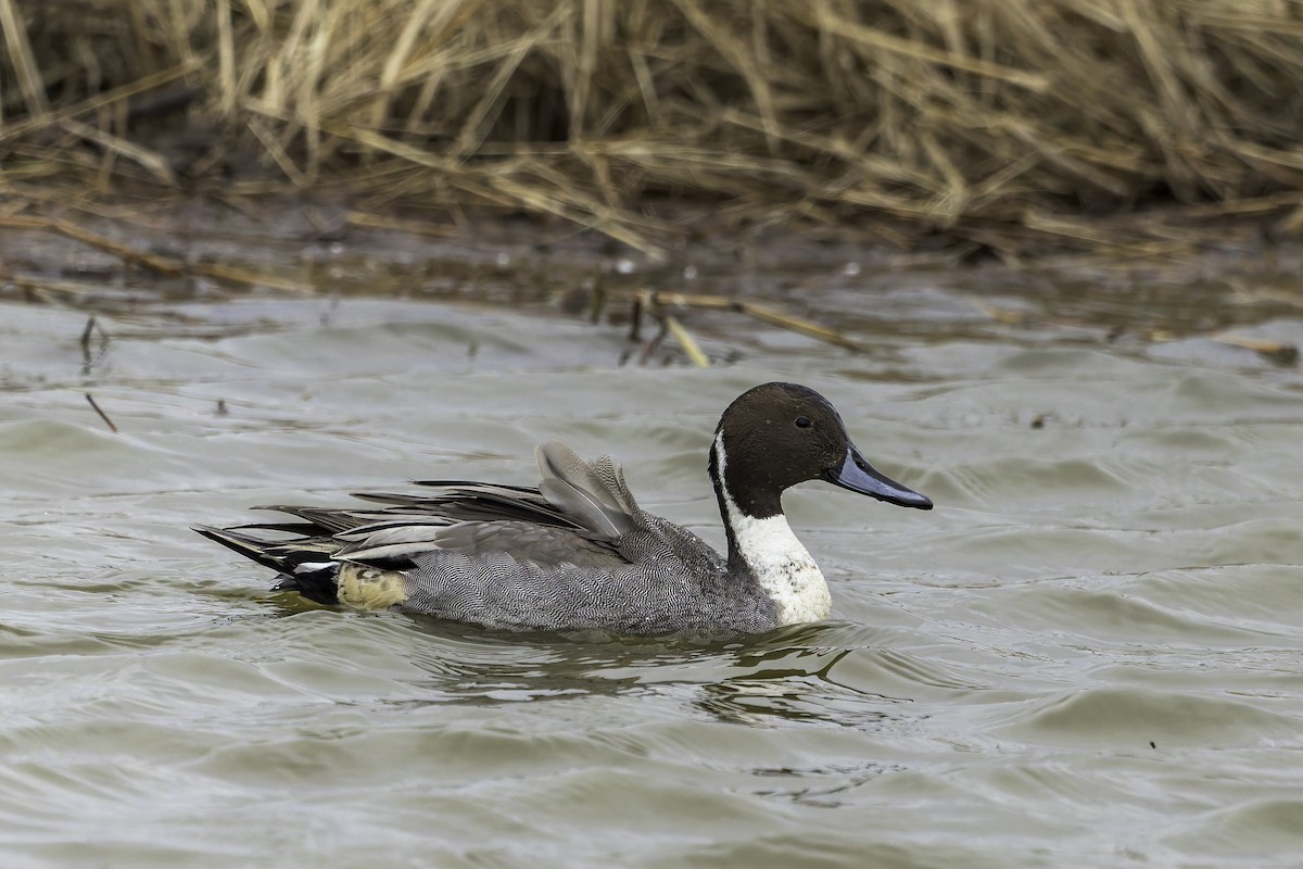 ostralka štíhlá - ML646762898