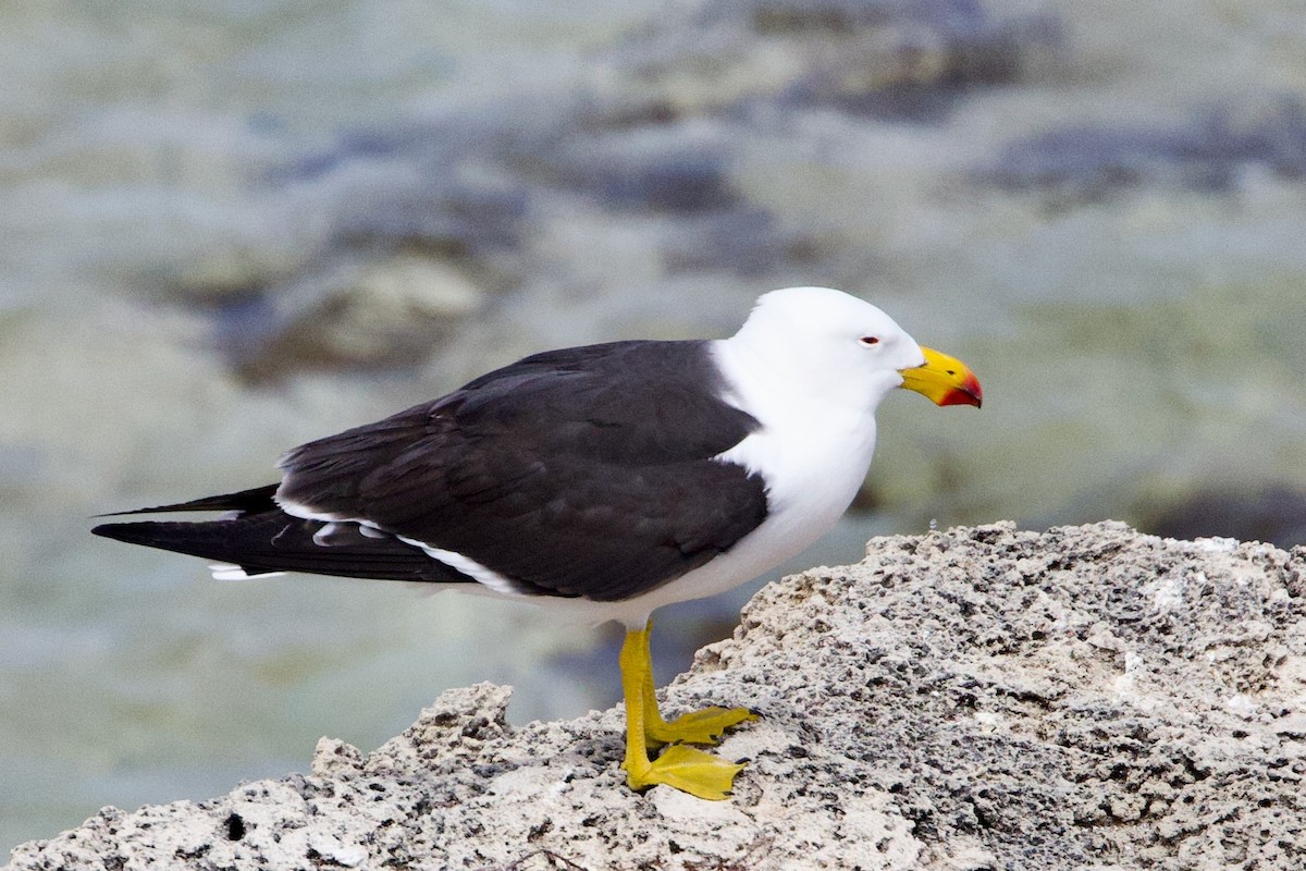 Pasifik Martısı - ML646762899