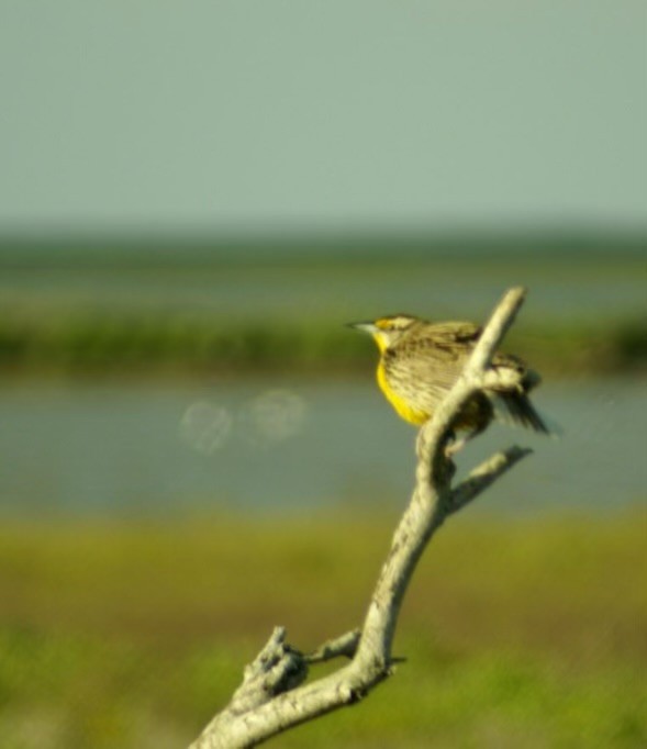 Western Meadowlark - ML646762901