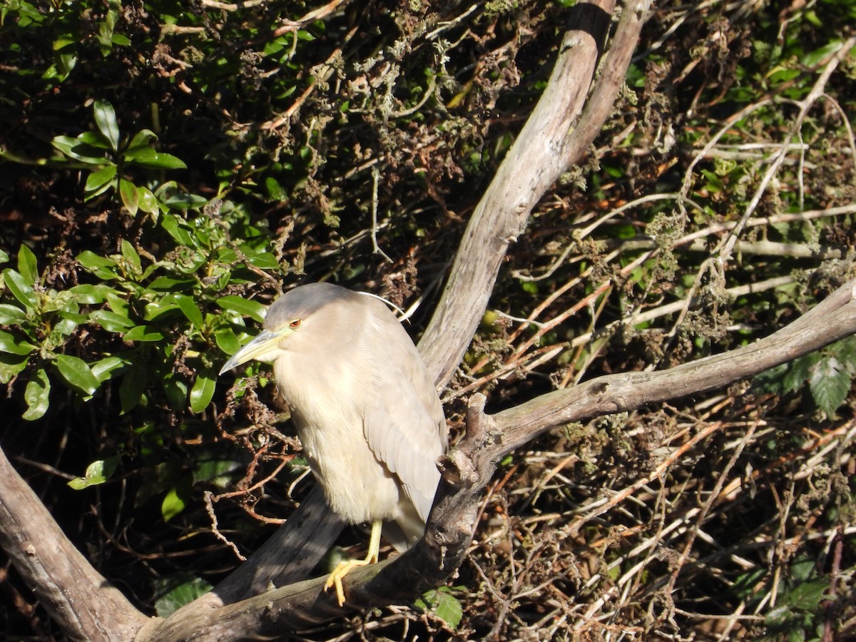 Квак звичайний - ML646762908