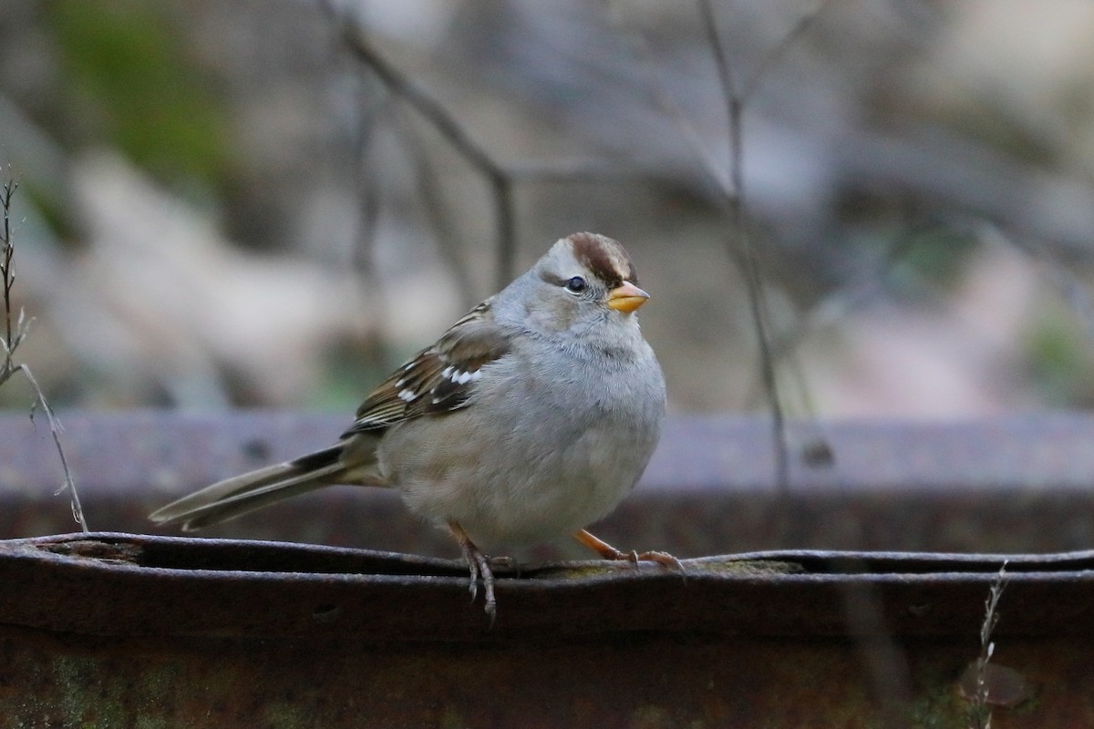 White-crowned Sparrow - ML646762911