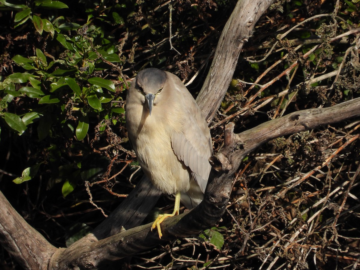 Квак звичайний - ML646762912