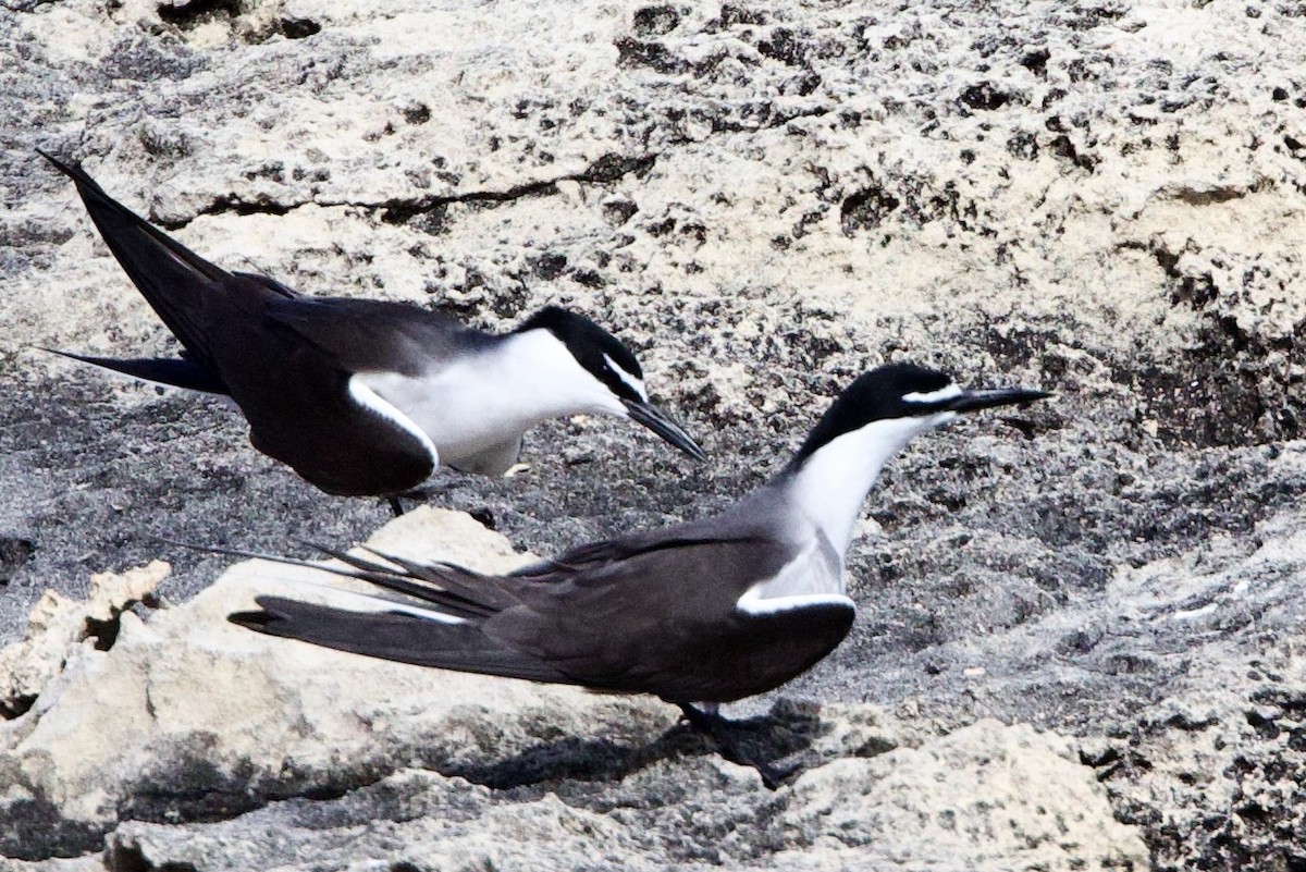 Sürmeli Sumru - ML646762913