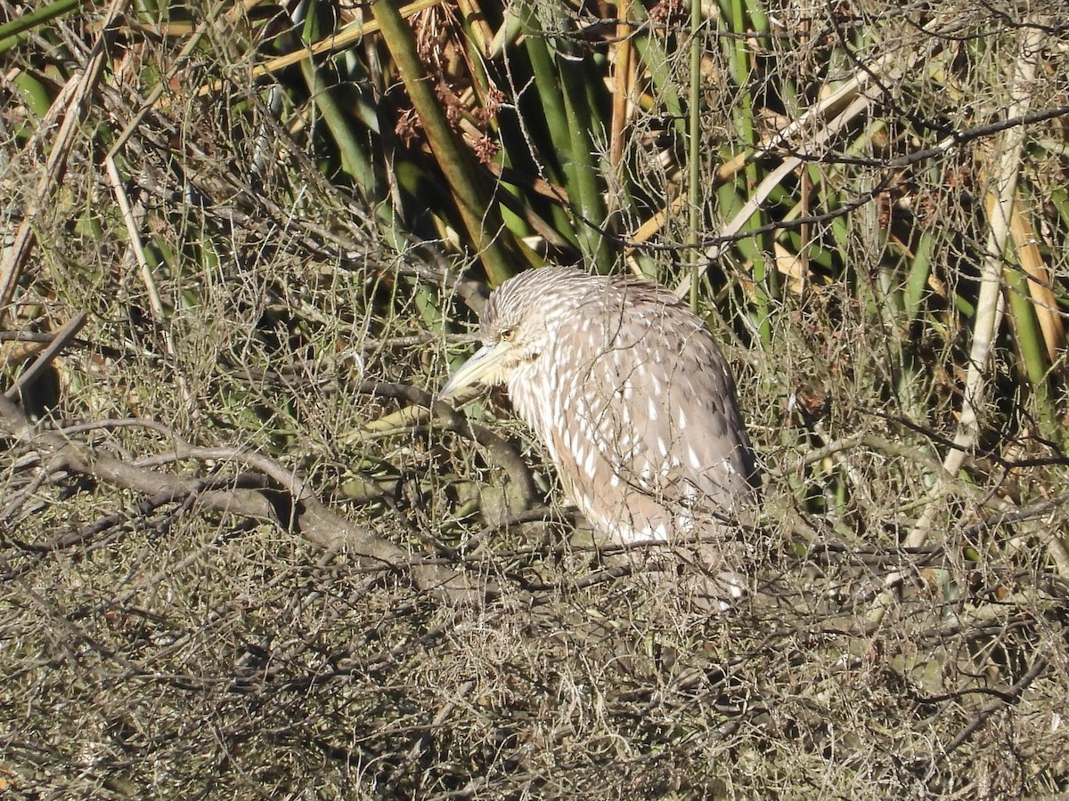 Квак звичайний - ML646762914