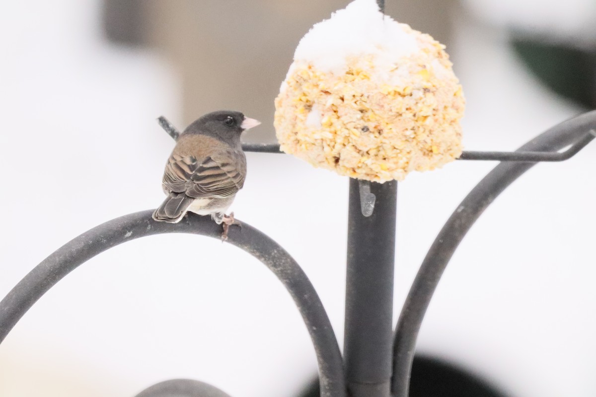 Dark-eyed Junco (cismontanus) - ML646762919