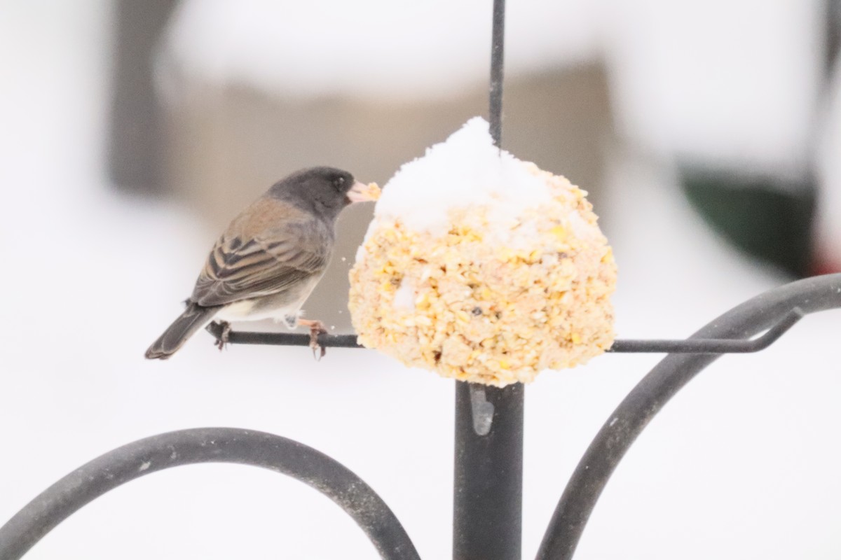 Dark-eyed Junco (cismontanus) - ML646762920