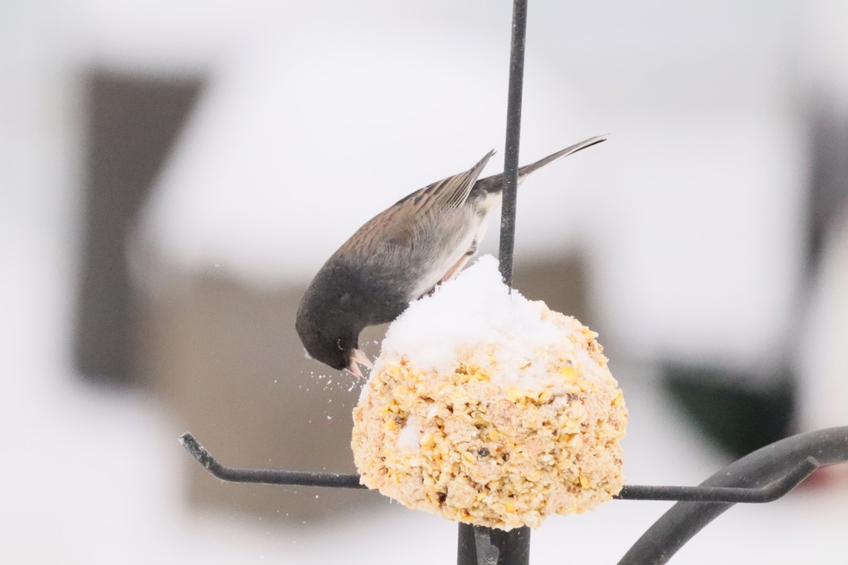 Dark-eyed Junco (cismontanus) - ML646762921