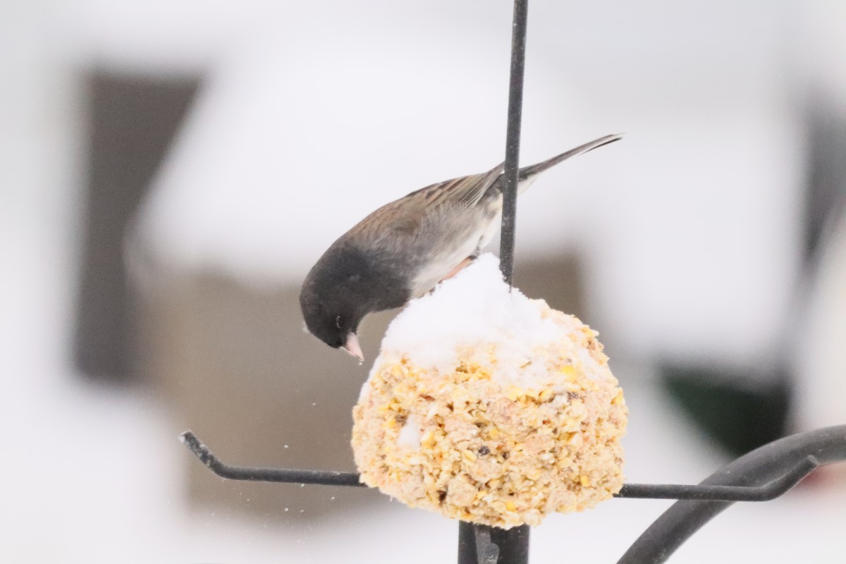 Dark-eyed Junco (cismontanus) - ML646762922