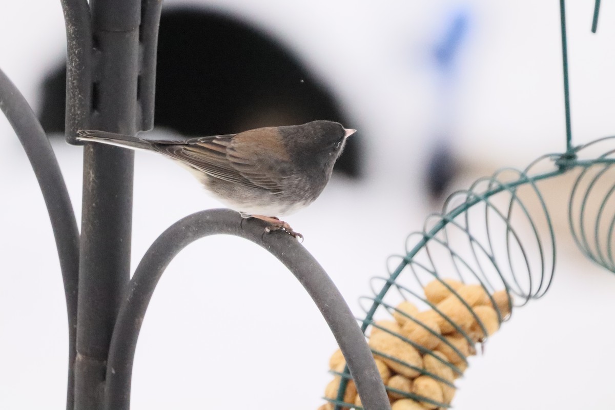Dark-eyed Junco (cismontanus) - ML646762923