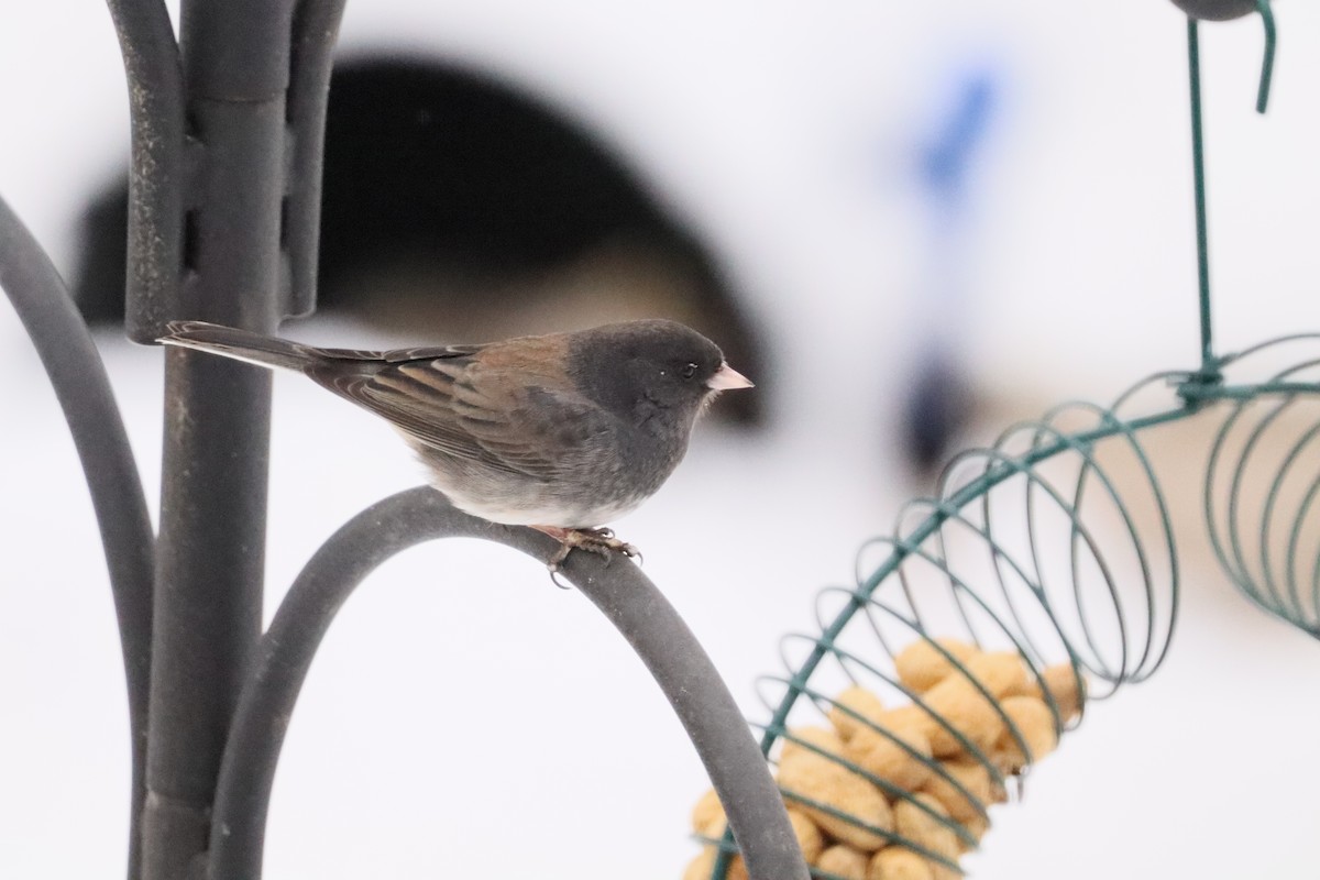 Dark-eyed Junco (cismontanus) - ML646762924