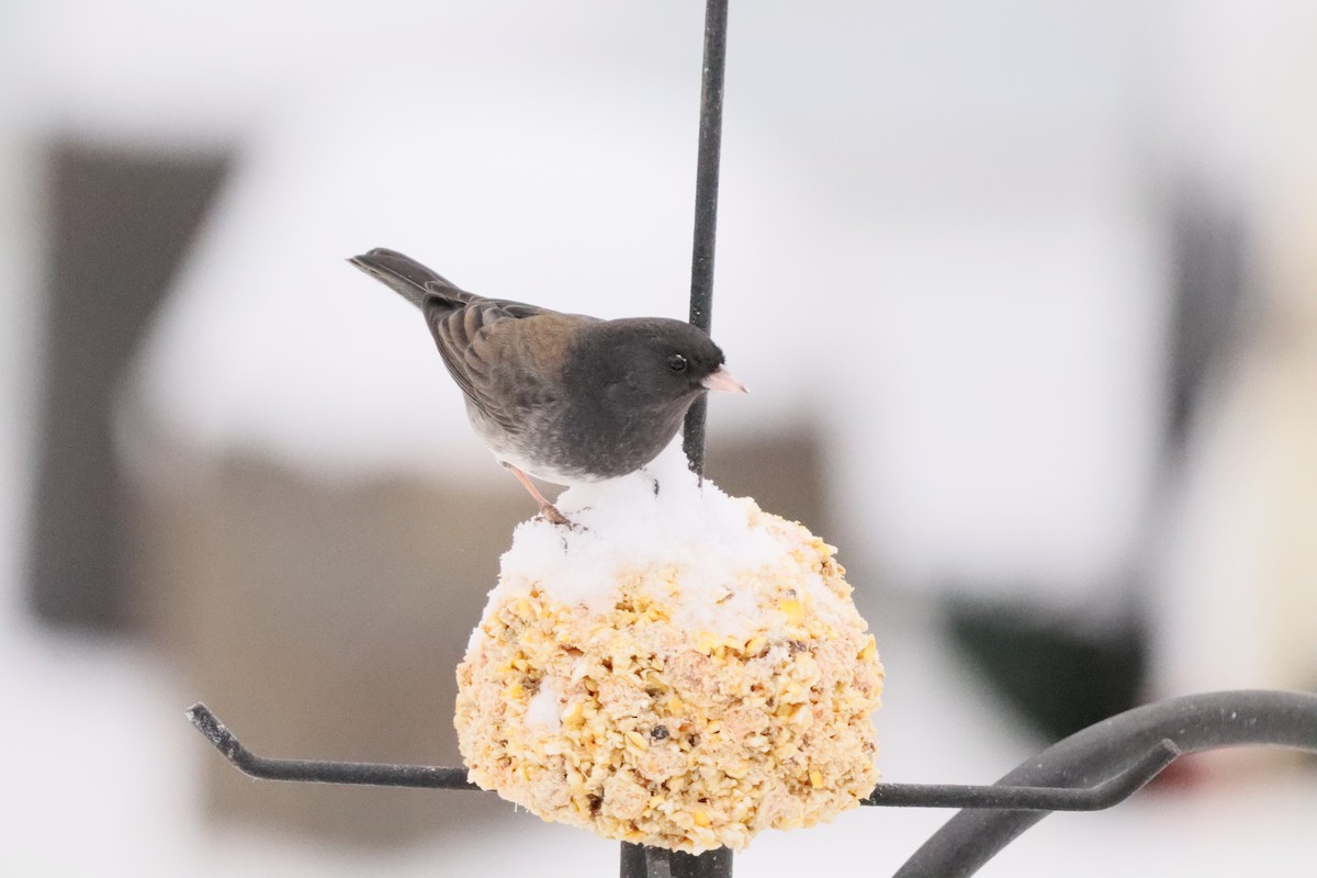 Dark-eyed Junco (cismontanus) - ML646762925