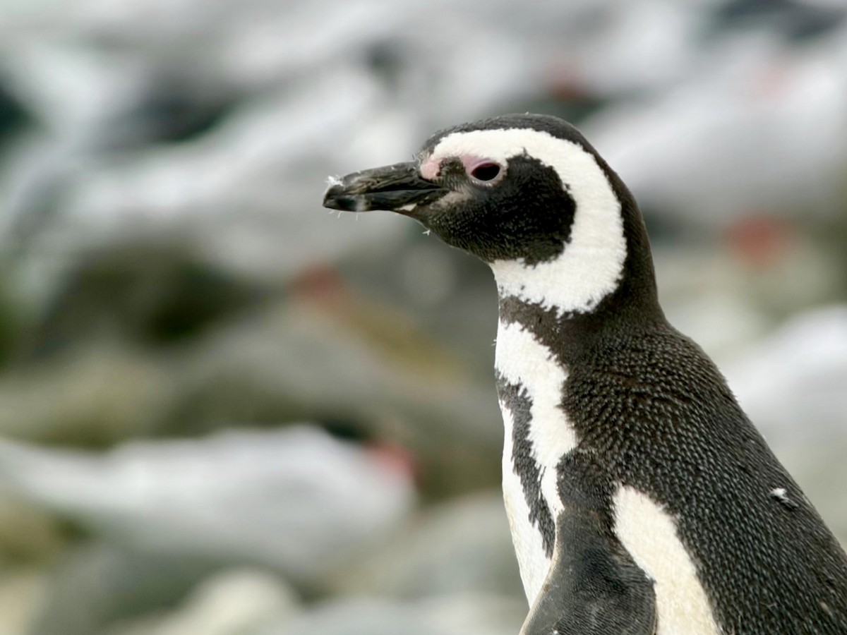 Magellanic Penguin - ML646762926