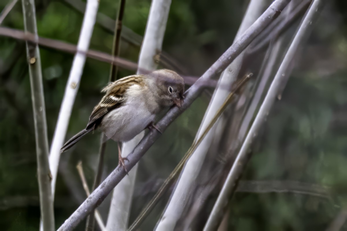 Tarla Serçesi - ML646762928