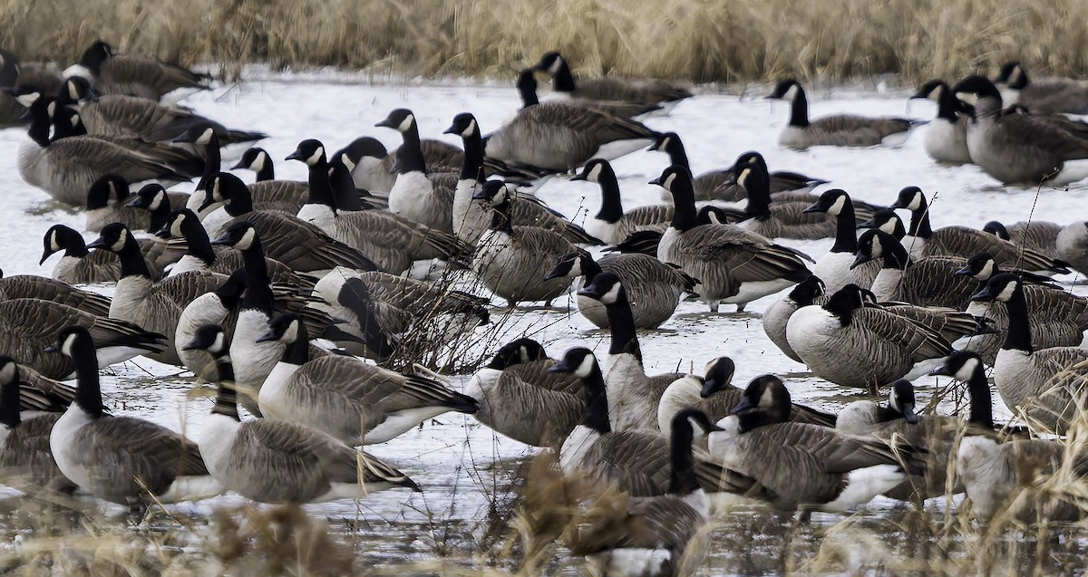 berneška velká - ML646762930