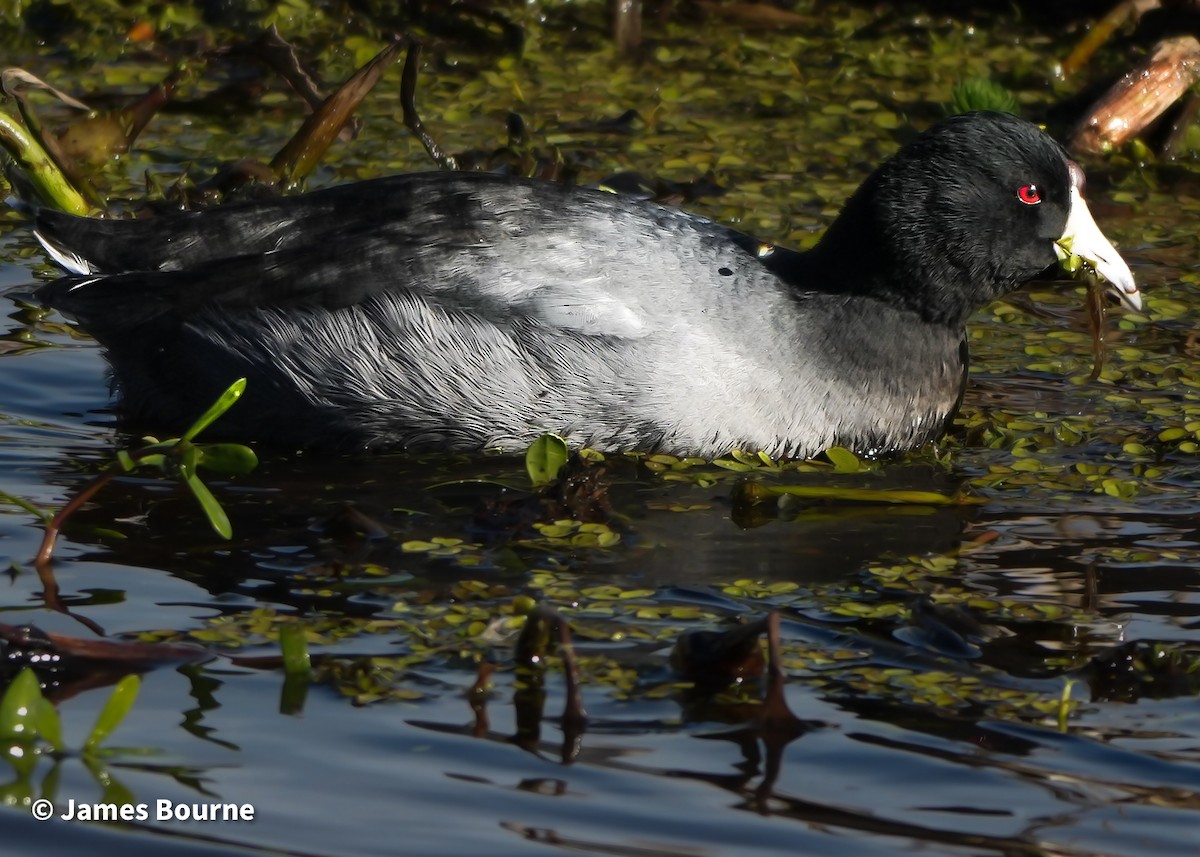 Kopetazuri amerikarra - ML646762935