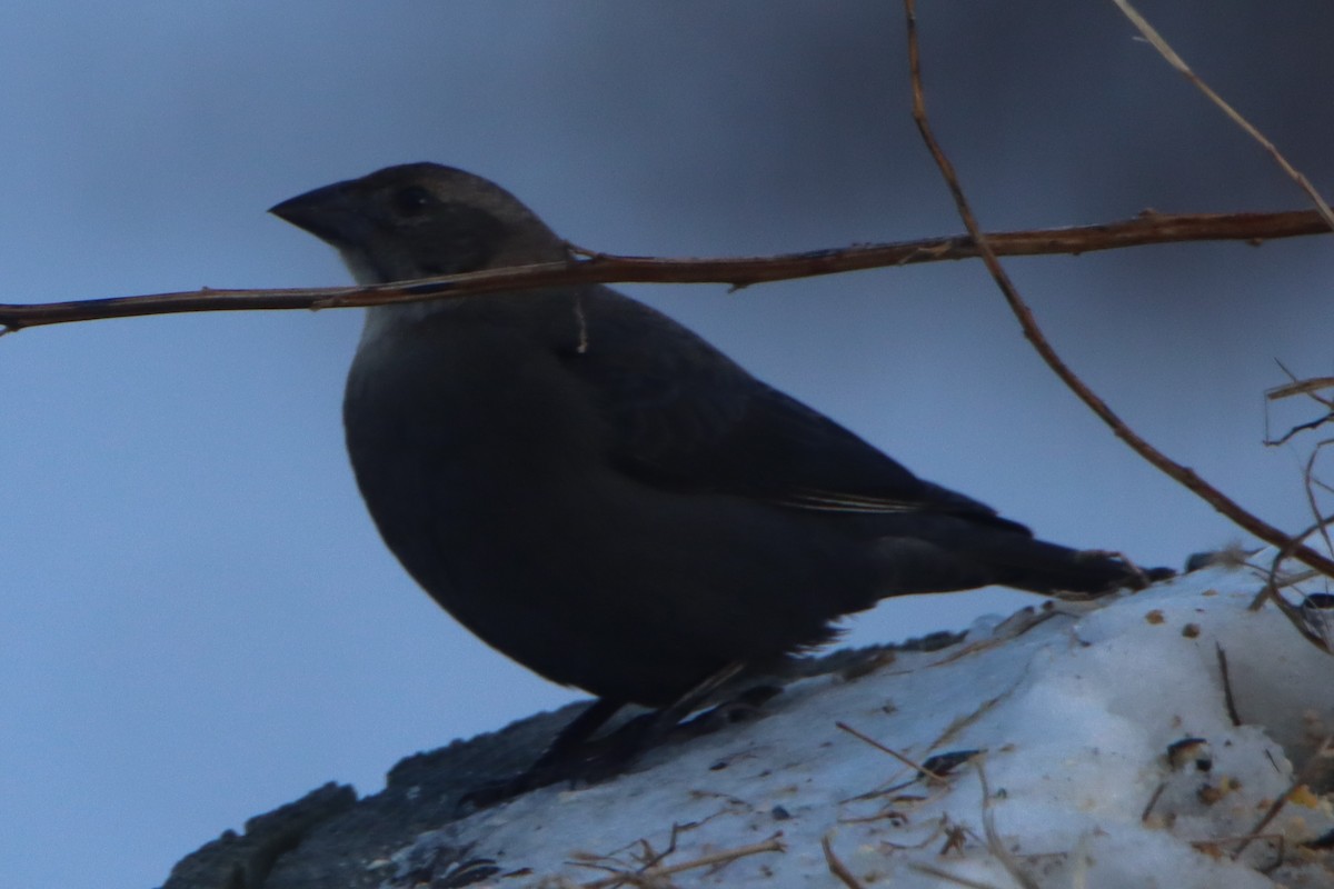 brunhodetrupial - ML646762938