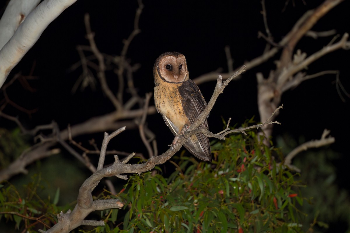Australian Masked-Owl - ML646762939