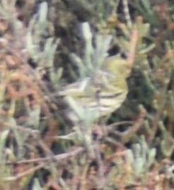 Txirriskila arrunta - ML646762944