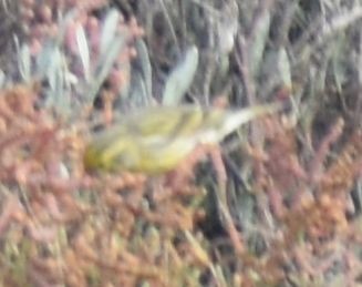 Txirriskila arrunta - ML646762945