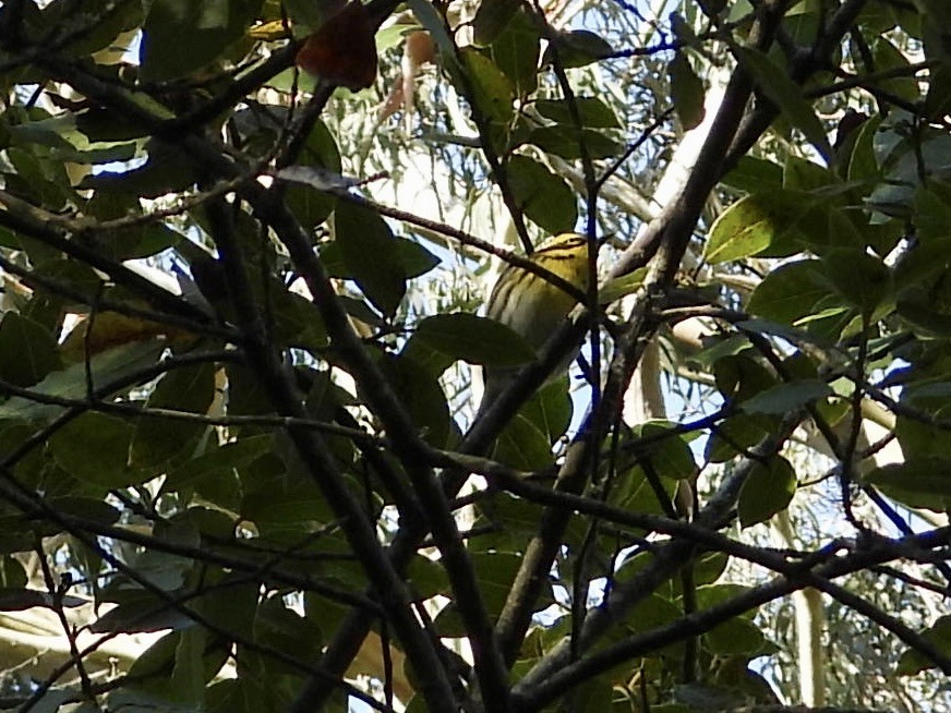 Пісняр-лісовик західний - ML646762946