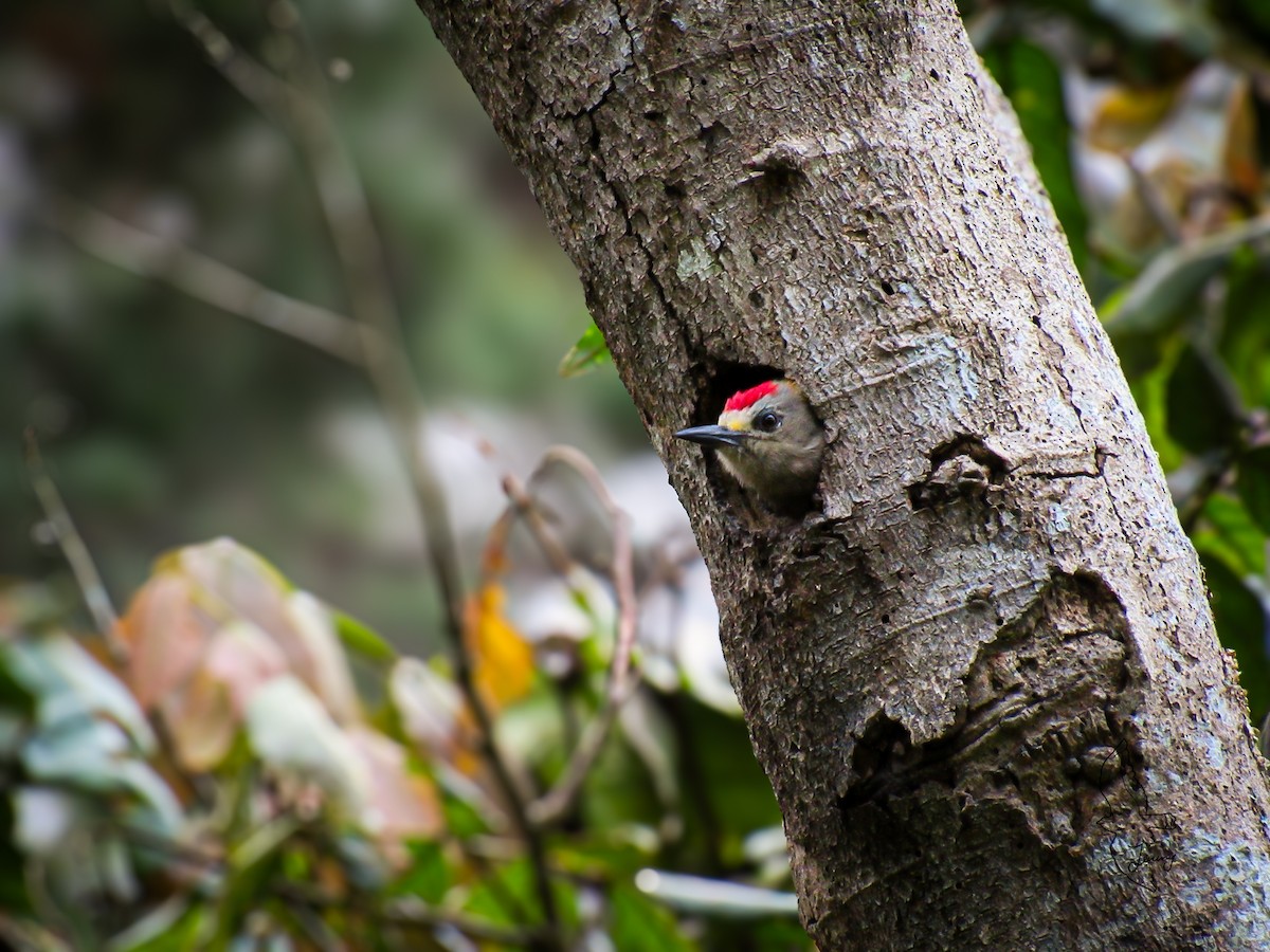 Гіла нікарагуанська - ML646762949