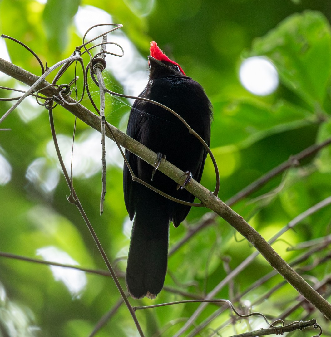 Helmeted Manakin - ML646762955