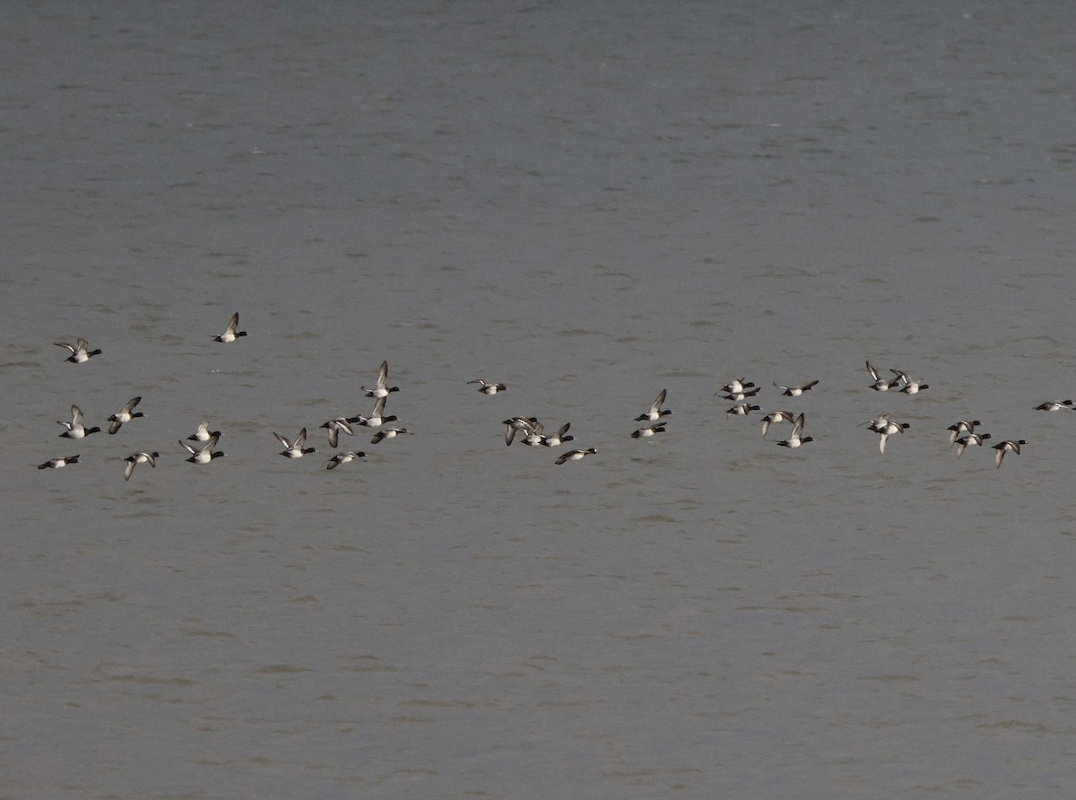 Fuligule milouinan - ML646762962