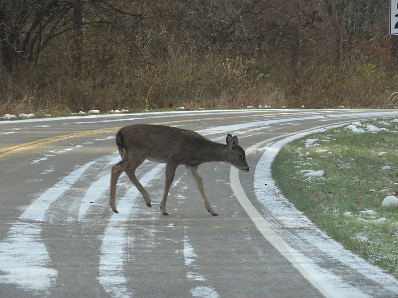 בעלי חיים - ML646762967