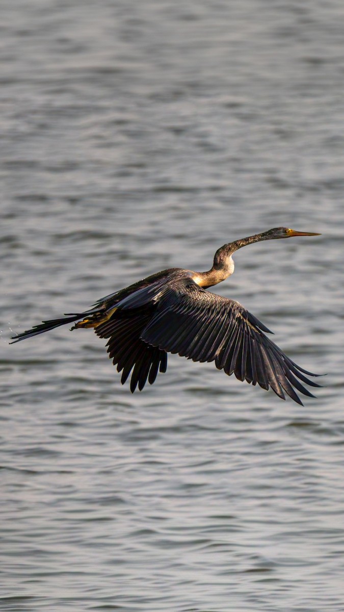 Anhinga roux - ML646762969