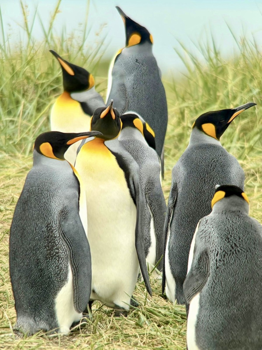 King Penguin - ML646762970