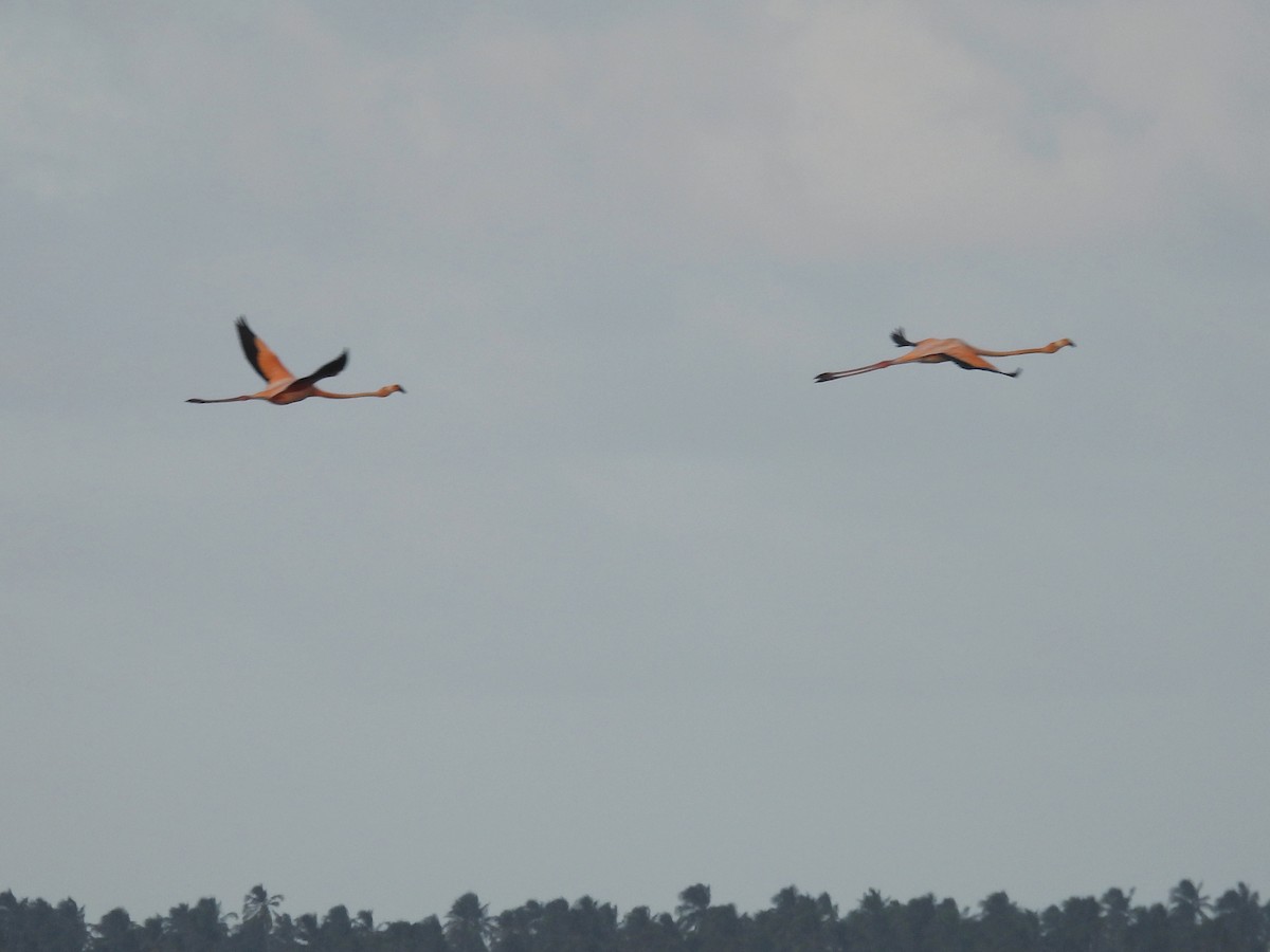 Красный фламинго - ML646762972