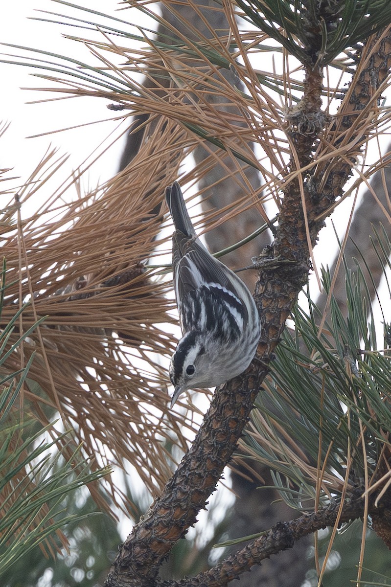 lesňáček černobílý - ML646762974