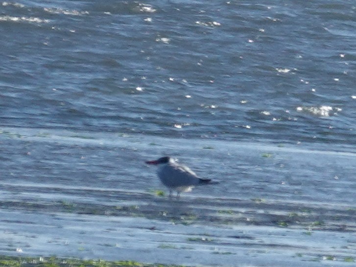 Caspian Tern - ML646762975