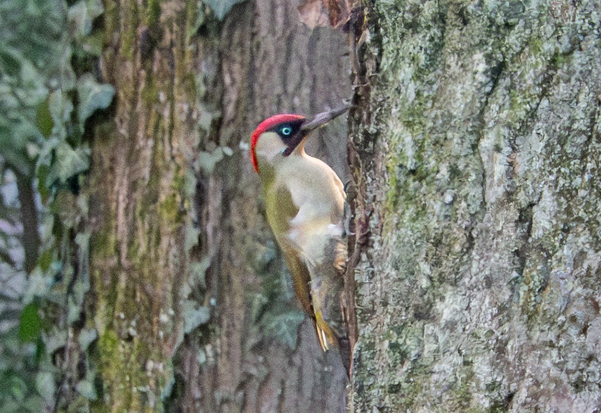 Eurasian Green Woodpecker - ML646762980