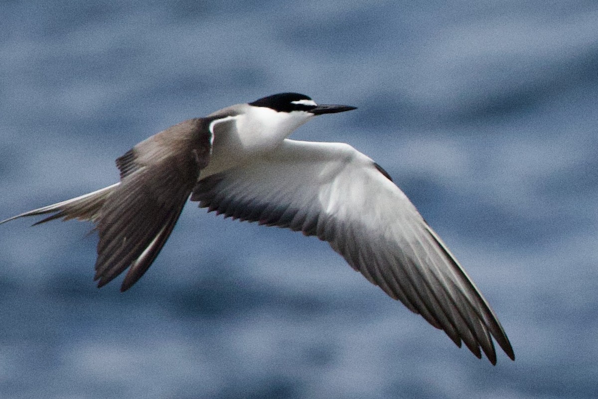 Sürmeli Sumru - ML646762987