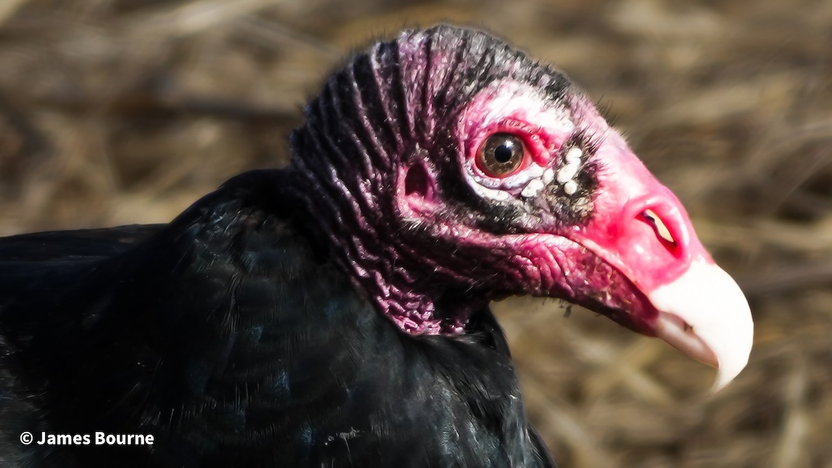 Turkey Vulture - ML646762992