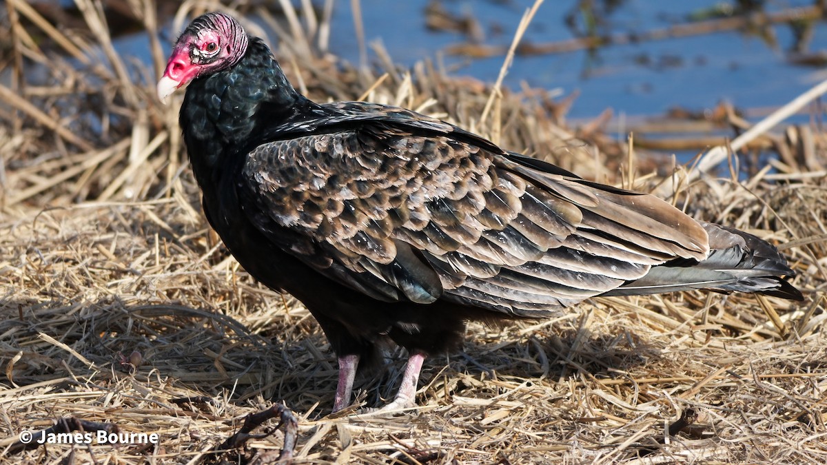 Turkey Vulture - ML646762993