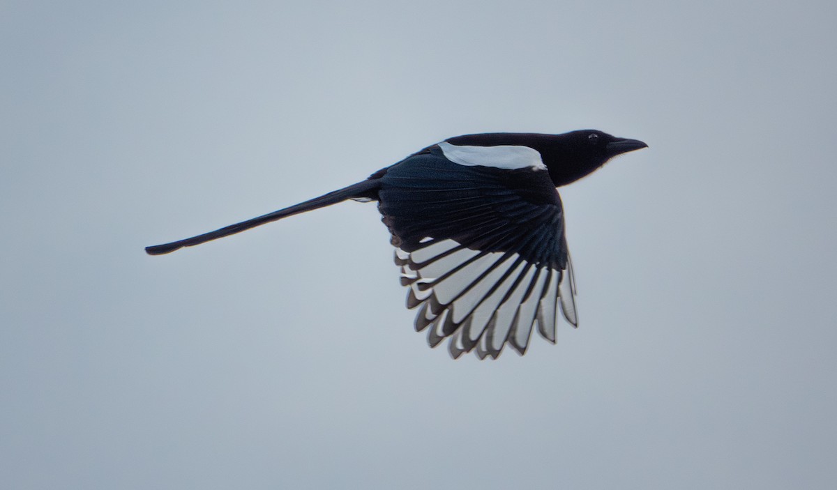 Eurasian Magpie - ML646762995