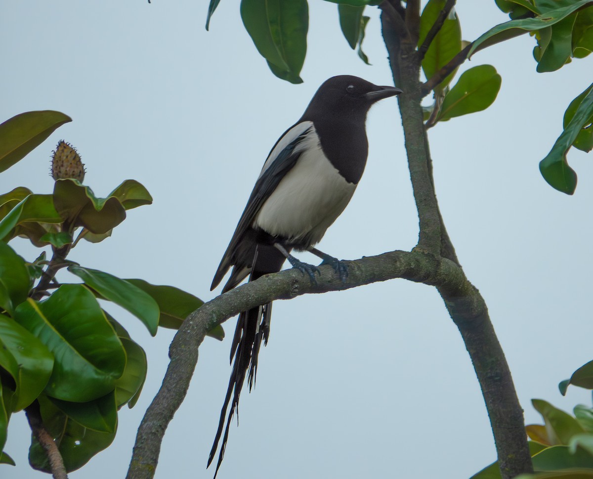 עקעק זנבתן - ML646762996