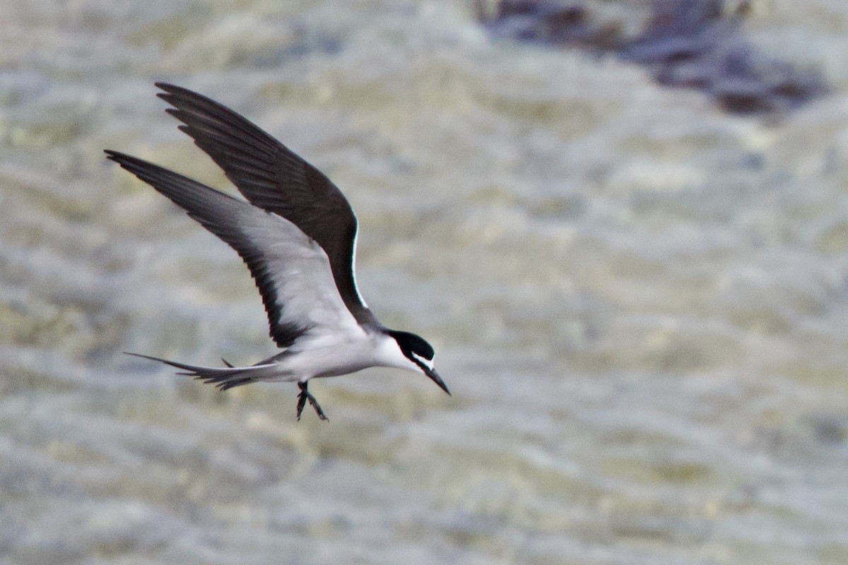 Sürmeli Sumru - ML646762997