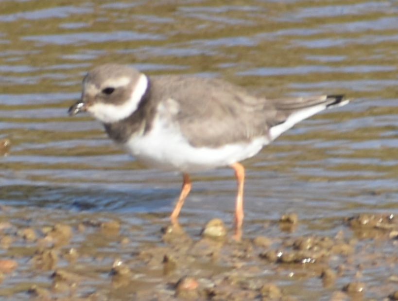 חופמי צווארון - ML646762998