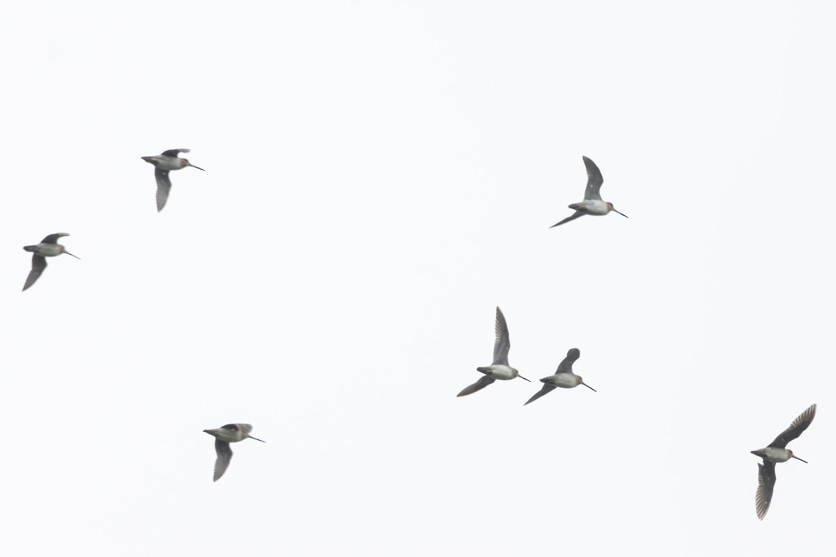 Latham's Snipe - ML646762999