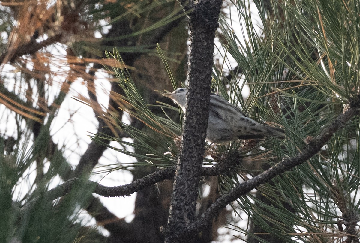 lesňáček černobílý - ML646763000