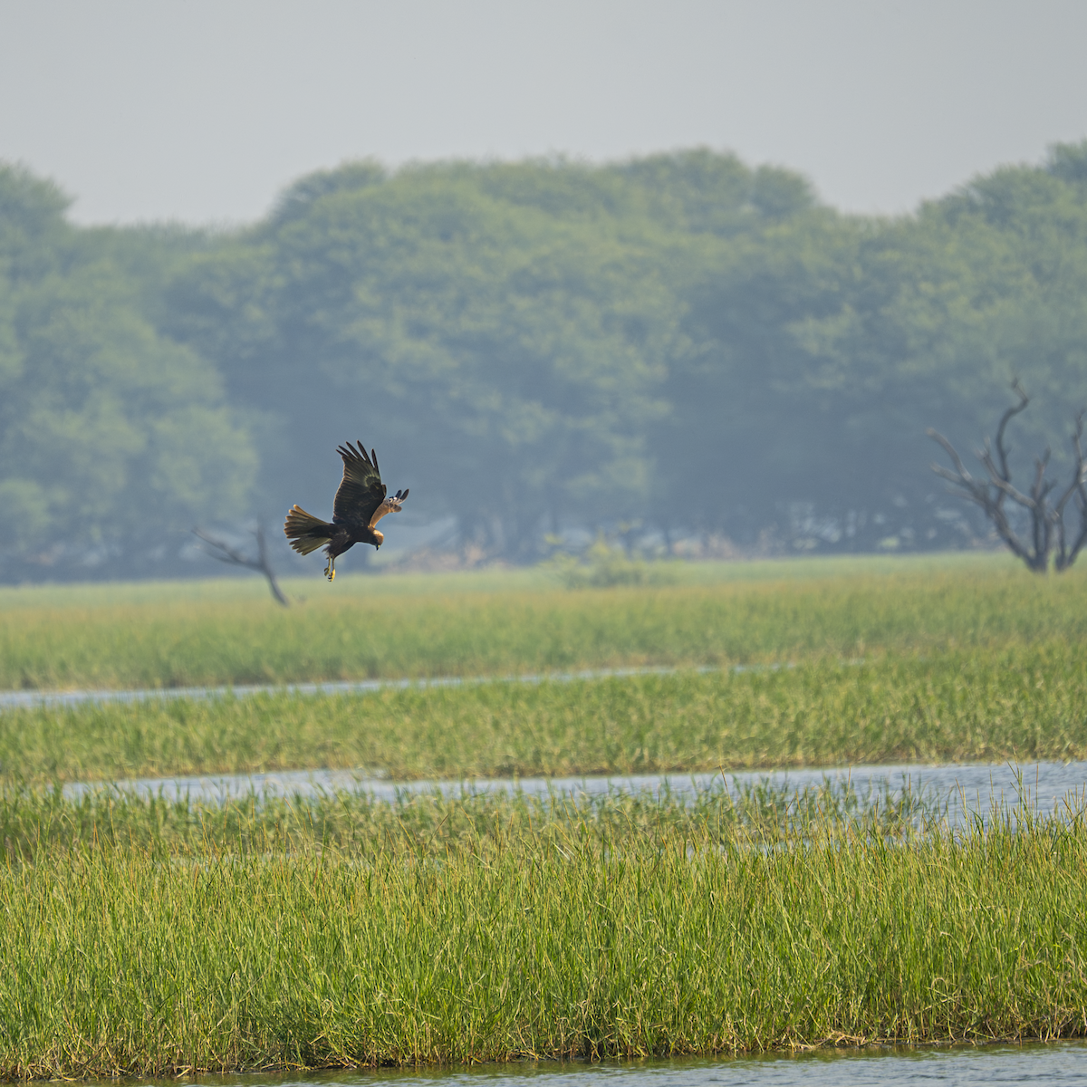 זרון סוף - ML646763001