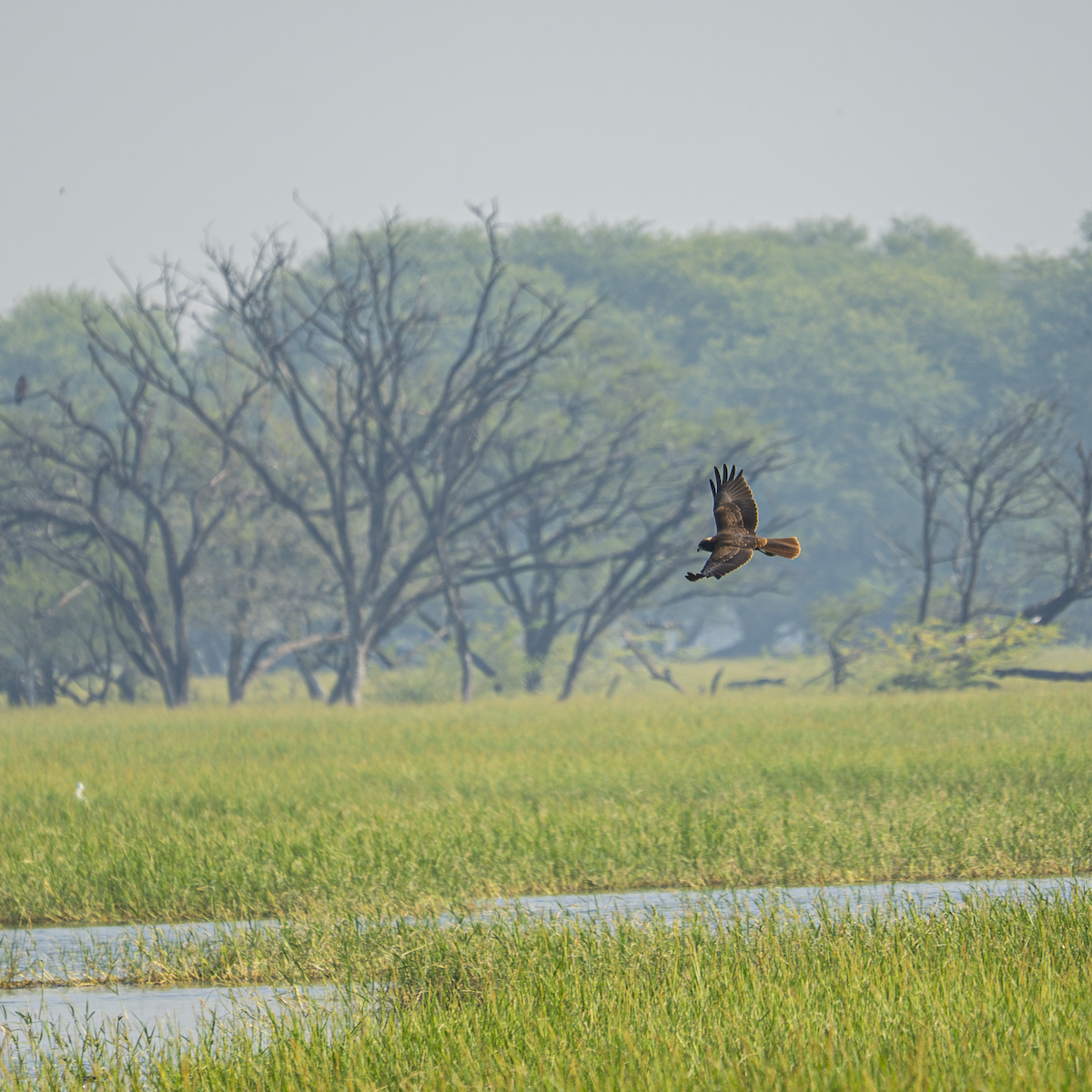 זרון סוף - ML646763002