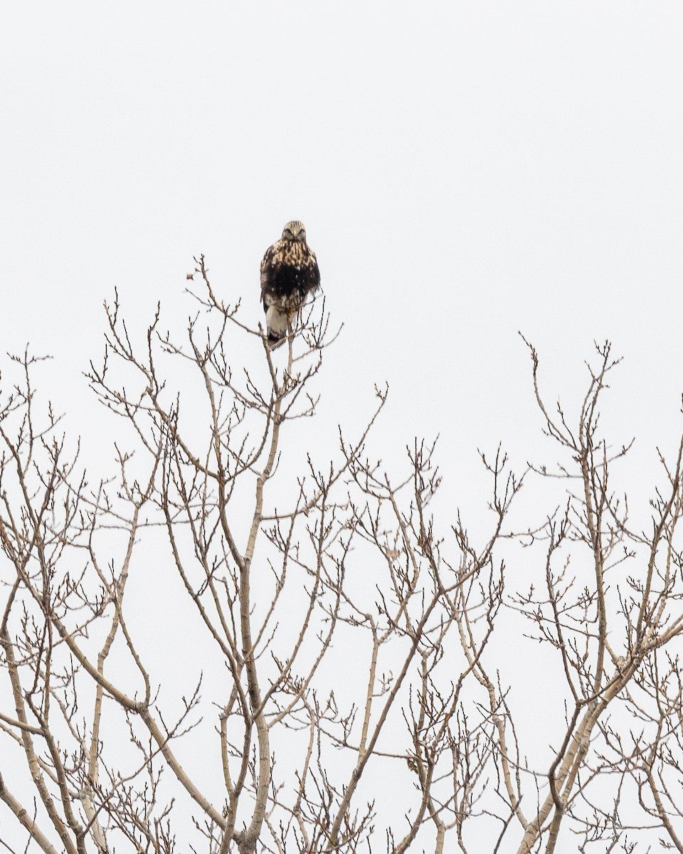 עקב מכנסיים - ML646763005