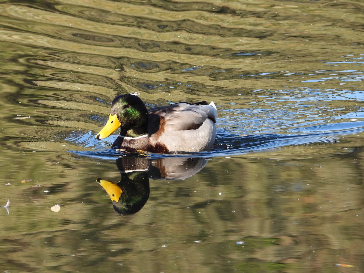 ברכיה - ML646763006