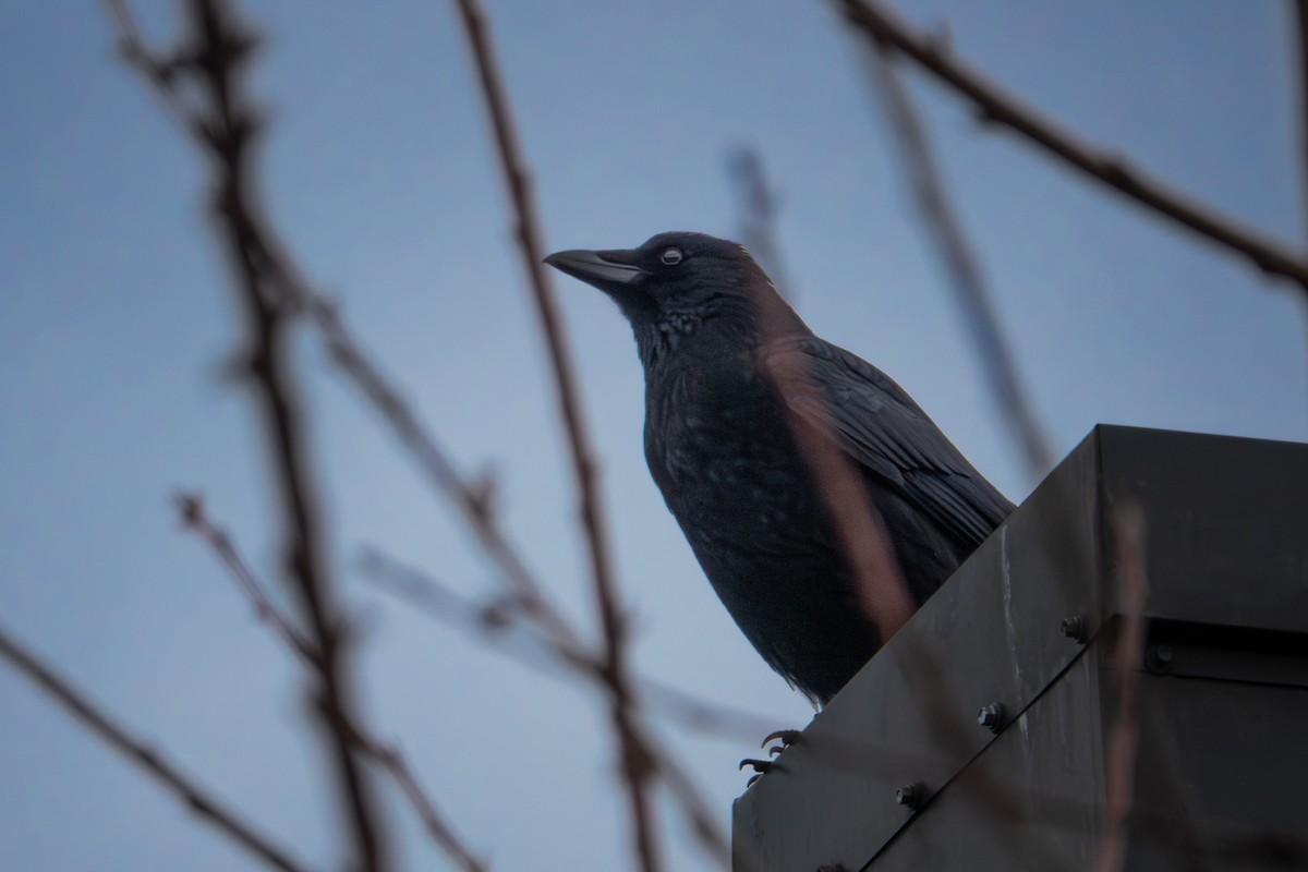 עורב אירופי - ML646763008
