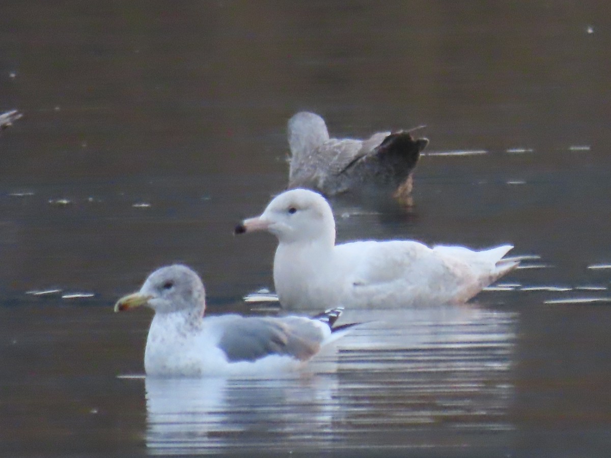 Ipar-kaioa - ML646763009