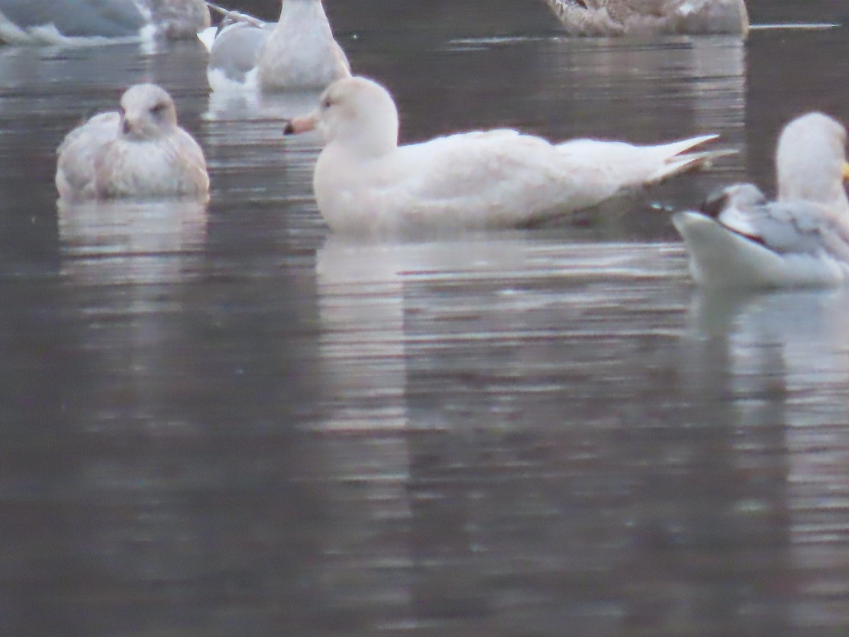 Ipar-kaioa - ML646763010